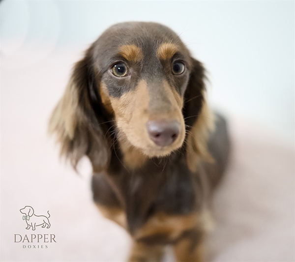 Longhair vs. Wirehair: The Ultimate Guide to Choosing the Perfect Dachshund