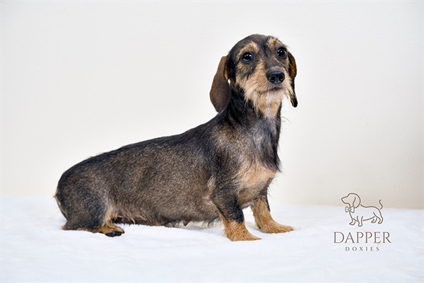 From Puppies to Show-Stoppers: How to Raise a Show-Quality Dachshund