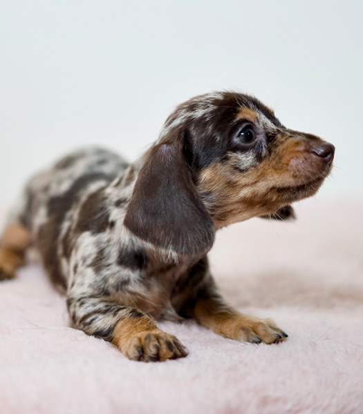 Dapper Doxies