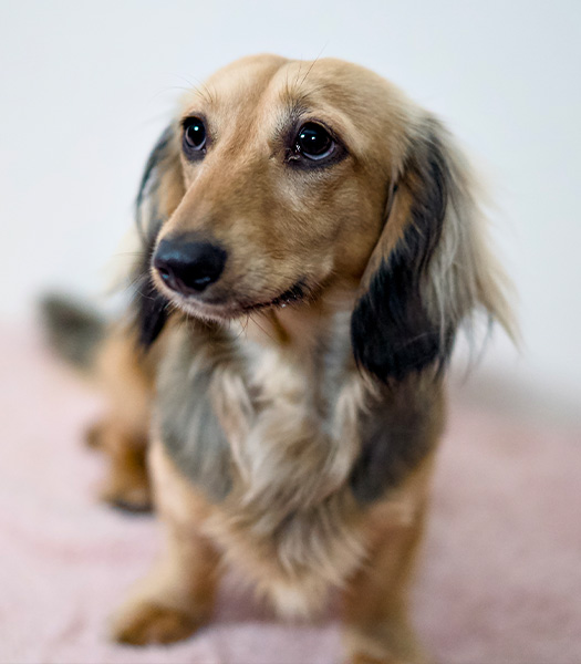 Dapper Doxies